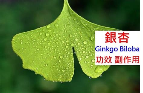 杏銀作用|Ginkgo Biloba杏銀 藥物使用須知